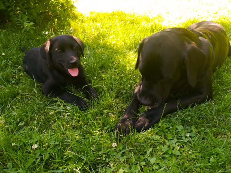 hunde im garten